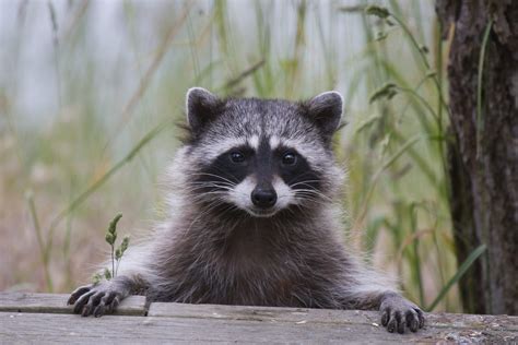 pictures of coon|picture of a raccoon animal.